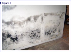 Mold growth on interior finish due to improper placement of vapor barrier.