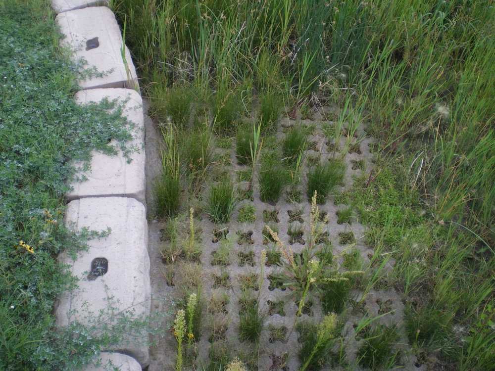 A close up of the vegetation within the void structured concrete of this detention pond showing how roots are protected from maintenance scrapers. 