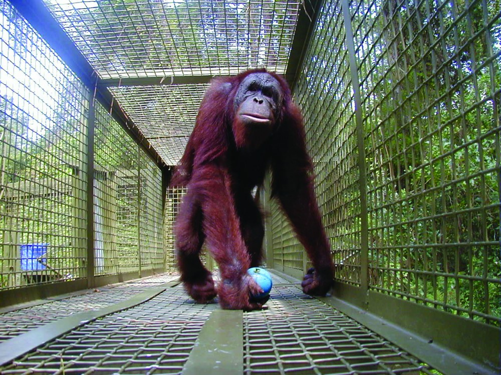 These winding maze of treetop walkways are duplexed; they provide sanctuary to 40 retired great apes in Wauchula, Florida.