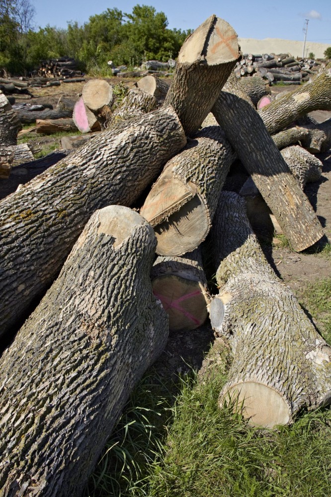 Urban lumber harvesting has emerged as an option for cities like Wisconsin. Photos courtesy Kubala-Washatko Architects