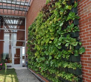 Jersey Shore University Medical Center in Neptune, New Jersey, features two living walls in their new outpatient facility. Photo courtesy LiveWall