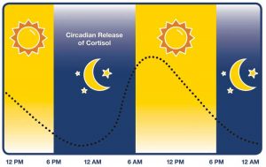 Figure 1: Normal circadian rhythms based on the natural pattern of day and night.