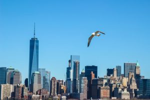 The New York City Council has passed a legislation that makes bird-friendly glass a requirement in buildings throughout the city. Photo © www.bigstockphoto.com