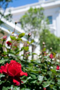 The Rose Garden in the White House is set to be restored. Photo courtesy The White House from Washington, DC/Wikimedia Commons