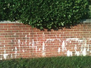 Figure 7: Lime runs typically occur at a small hole, opening, or hairline crack in the face of the brick masonry. They are caused by repeated water flow through mortar joints.