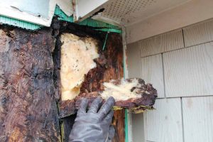 Figure 3 Leakage at the gutter/wall interface caused oriented strand board (OSB) sheathing and wood 2x wall framing deterioration, necessitating structural repairs to restore the building’s frame.