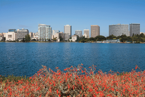 A picturesque scene of a city skyline with modern buildings lining the waterfront of a lake. In the foreground, vibrant red flowers bloom amidst green foliage, contrasting with the calm blue water and clear blue sky above.